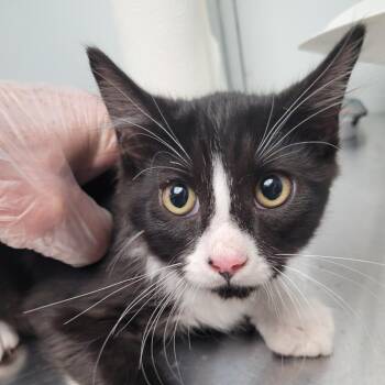 Larry -  Domestic Short Hair Cat for Adoption in Las Vegas, Nevada - Larry | PetCurious