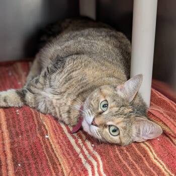Domestic Short Hair Cats Available for Adoption - Viola | PetCurious