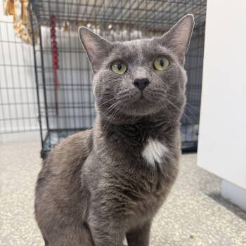 Zeus -  Domestic Short Hair Cat for Adoption in North Haven, Connecticut - Zeus | PetCurious