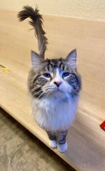 Rescue Domestic Long Hair and Siamese Cats for Adoption in Fargo, North Dakota - Jacoby | PetCurious