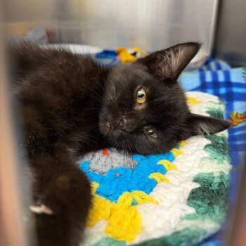 Boo -  Domestic Short Hair Cat for Adoption in Newark, New Jersey - Boo | PetCurious