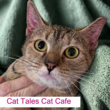 Domestic Short Hair Cats Available for Adoption - Galaxie | PetCurious