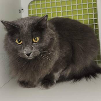 Domestic Long Hair Cats Available for Adoption in Dallas, Texas - Super Sammy 8809 | PetCurious