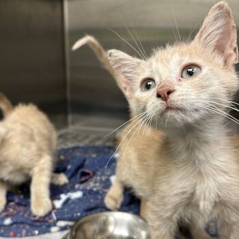 Rescue Domestic Short Hair Cats for Adoption in San Antonio, Texas - Yuji | PetCurious