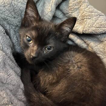 DD -  Domestic Medium Hair Cat for Adoption in Charleston, West Virginia - DD | PetCurious