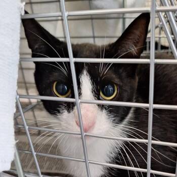 Tuxedo 1 -  Domestic Short Hair Cat for Adoption in Montgomery, Alabama - Tuxedo 1 | PetCurious