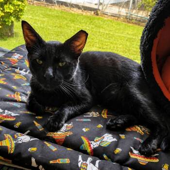 Squeaks -  Domestic Short Hair Cat for Adoption in Boston, Massachusetts - Squeaks | PetCurious