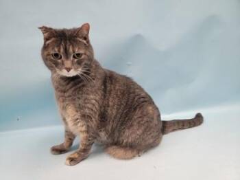 Molly -  Domestic Short Hair Cat for Adoption in Minneapolis, Minnesota - Molly | PetCurious