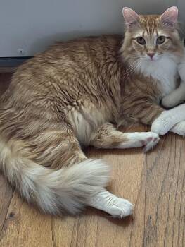 Domestic Medium Hair Cats Available for Adoption in Gilbert, Arizona - Fluffers | PetCurious