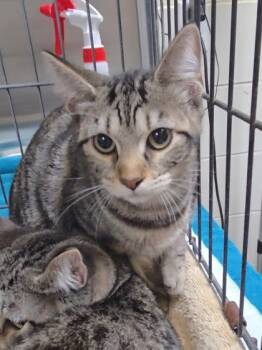 Rescue Domestic Short Hair Cats for Adoption in Chesapeake, Virginia - Cheyenne | PetCurious