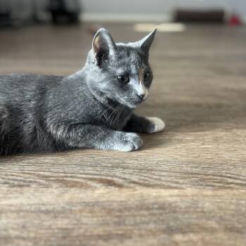 Domestic Short Hair Cats Available for Adoption - Miranda | PetCurious