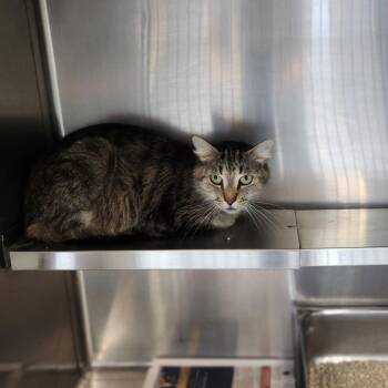 Marble -  Domestic Long Hair Cat for Adoption in Brockton, Massachusetts - Marble | PetCurious