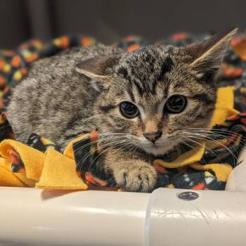Domestic Short Hair Cats Available for Adoption in Mankato, Minnesota - Mully | PetCurious