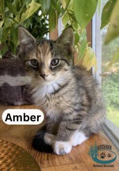 Amber -  Domestic Short Hair Cat for Adoption in Huntsville, Ontario - Amber | PetCurious