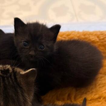 maple -  Domestic Short Hair Cat for Adoption in Missouri City, Texas - Maple | PetCurious