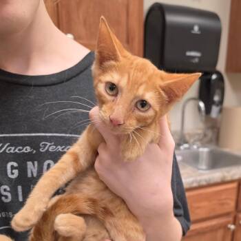 Steilo - 072303U -  Domestic Short Hair Cat for Adoption in Tupelo, Mississippi - Steilo - 072303U | PetCurious