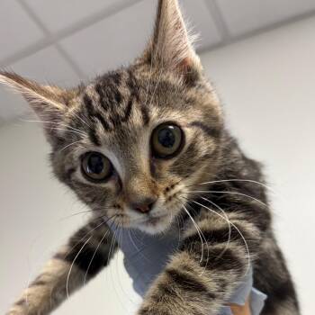 Abigail -  Domestic Short Hair Cat for Adoption in Nashville, Tennessee - Abigail | PetCurious