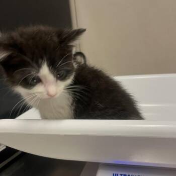 Mazzy -  Domestic Short Hair Cat for Adoption in Oak Park, Illinois - Mazzy | PetCurious