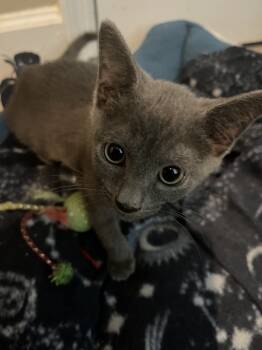 Rescue Russian Blue Cats for Adoption in Tampa, Florida - Jewel | PetCurious