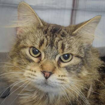 Lush -  Tabby and Domestic Medium Hair Cat for Adoption in Huntley, Illinois - Lush | PetCurious