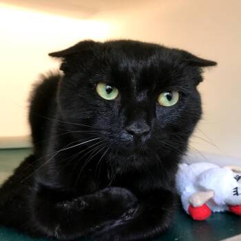 Pepper Pot -  Domestic Short Hair Cat for Adoption in Harrisonburg, Virginia - Pepper Pot | PetCurious