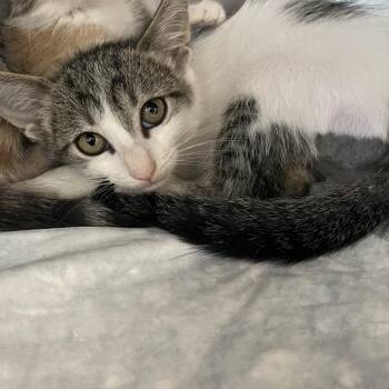 Yuno -  Domestic Short Hair Cat for Adoption in West Palm Beach, Florida - Yuno | PetCurious
