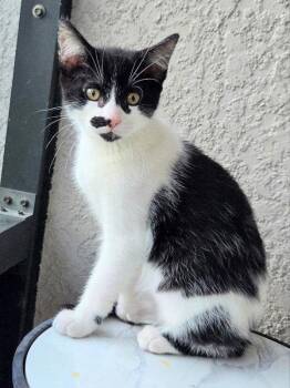 Hotch -  Domestic Short Hair Cat for Adoption in Ocala, Florida - Hotch | PetCurious