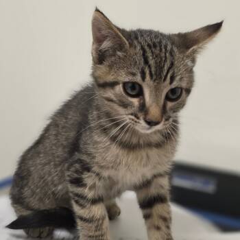 Rescue Domestic Short Hair Cats for Adoption in Phoenix, Arizona - Bucket Hat | PetCurious