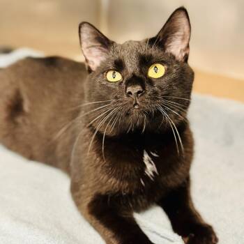 Domestic Short Hair Cats Available for Adoption in Jackson Township, New Jersey - Beau  | PetCurious