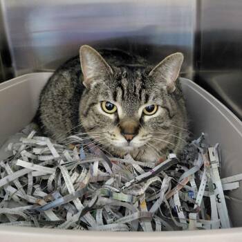 Domestic Short Hair Cats Available for Adoption in Philadelphia, Pennsylvania - Smokey | PetCurious