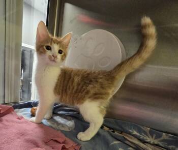 Freddie -  Domestic Short Hair Cat for Adoption in Dickson, Tennessee - Freddie | PetCurious