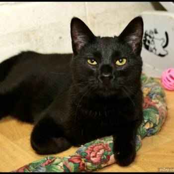 Spike -  Domestic Short Hair Cat for Adoption in Shippenville, Pennsylvania - Spike | PetCurious