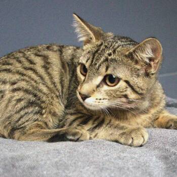 Domestic Short Hair Cats Available for Adoption in Lakeland, Florida - Izzy | PetCurious