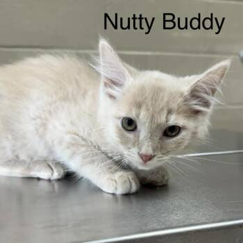 Nutty Buddy -  Domestic Medium Hair Cat for Adoption in Jacksboro, Tennessee - Nutty Buddy | PetCurious