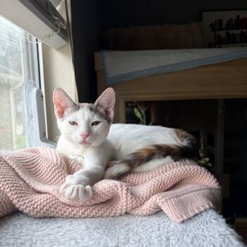 Biscotti -  Dilute Calico and Domestic Short Hair Cat for Adoption in Houston, Texas - Biscotti | PetCurious