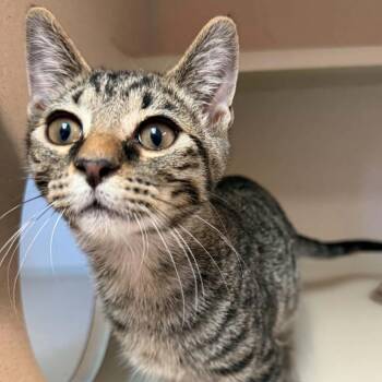 Frank Sinatra 260590 -  Domestic Short Hair Cat for Adoption in Gladstone, Michigan - Frank Sinatra 260590 | PetCurious
