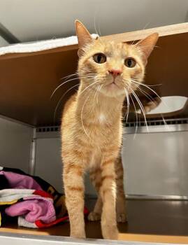 TARZAN -  Domestic Short Hair Cat for Adoption in San Francisco, California - TARZAN | PetCurious