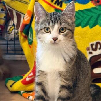 Jumino -  Domestic Short Hair Cat for Adoption in Fenton, Michigan - Jumino | PetCurious
