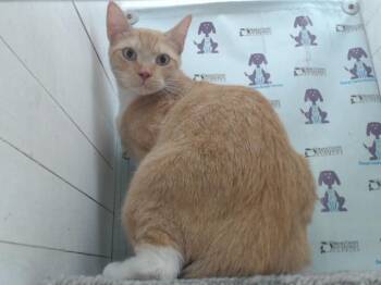 Domestic Short Hair Cats Available for Adoption in Orlando, Florida - KAIRO | PetCurious