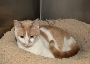 Domestic Short Hair Cats Available for Adoption - Princess | PetCurious