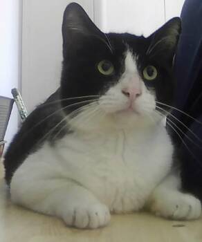 Domestic Short Hair Cats Available for Adoption - Beezus | PetCurious