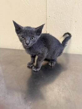 Rescue Domestic Medium Hair Cats for Adoption in Shelbyville, Tennessee - Taffy | PetCurious