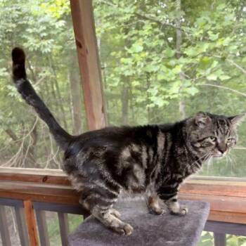 Kingpin -  Tabby and Domestic Short Hair Cat for Adoption in Knoxville, Tennessee - Kingpin | PetCurious