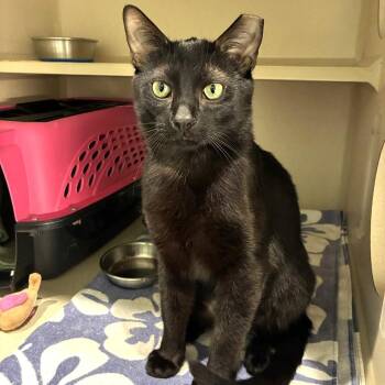 Valentino -  Domestic Short Hair Cat for Adoption in Skokie, Illinois - Valentino | PetCurious
