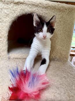 Rescue Domestic Short Hair Cats for Adoption in Coatesville, Pennsylvania - Liberty | PetCurious