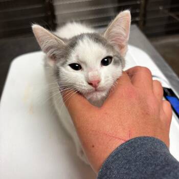 Enchilada -  Domestic Short Hair Cat for Adoption in Ottawa, Kansas - Enchilada | PetCurious