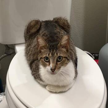 Domestic Short Hair Cats Available for Adoption in San Antonio, Texas - Purrseus | PetCurious