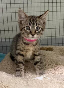 Domestic Short Hair Cats Available for Adoption in Peoria, Illinois - YAHOO | PetCurious