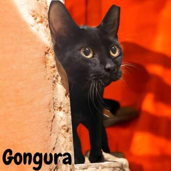 Domestic Medium Hair Cats Available for Adoption in Sorrento, Louisiana - Gongura | PetCurious