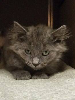 DUNKIN -  Domestic Long Hair Cat for Adoption in Clyde, North Carolina - DUNKIN | PetCurious